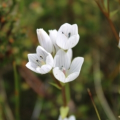 Gentianella muelleriana subsp. jingerensis (Mueller's Snow-gentian) at Cotter River, ACT - 14 Apr 2023 by Tapirlord