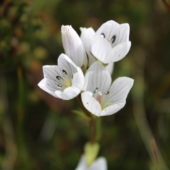 Gentianella muelleriana subsp. jingerensis at Cotter River, ACT - 14 Apr 2023