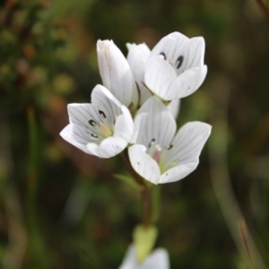 Gentianella muelleriana subsp. jingerensis at Cotter River, ACT - 14 Apr 2023