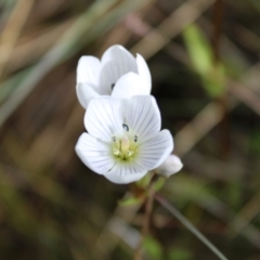 Gentianella muelleriana subsp. jingerensis at Cotter River, ACT - 14 Apr 2023