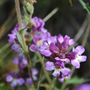 Euphrasia caudata at Cotter River, ACT - 14 Apr 2023 10:59 AM