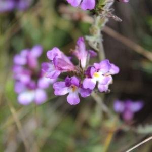 Euphrasia caudata at Cotter River, ACT - 14 Apr 2023 10:59 AM