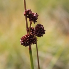 Juncus phaeanthus (Dark-flower Rush) at Cotter River, ACT - 14 Apr 2023 by Tapirlord