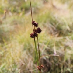 Juncus phaeanthus at Cotter River, ACT - 14 Apr 2023 11:00 AM