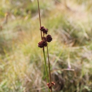 Juncus phaeanthus at Cotter River, ACT - 14 Apr 2023