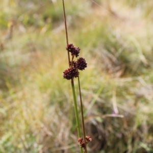 Juncus phaeanthus at Cotter River, ACT - 14 Apr 2023 11:00 AM