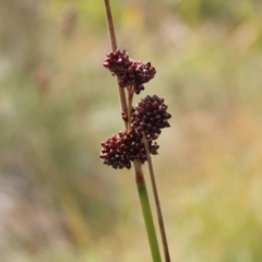 Juncus phaeanthus at Cotter River, ACT - 14 Apr 2023