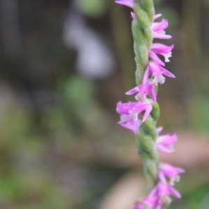 Spiranthes australis at Cotter River, ACT - 14 Apr 2023