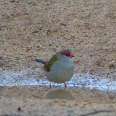 Neochmia temporalis (Red-browed Finch) at Mount Ainslie to Black Mountain - 10 Jun 2023 by Steve_Bok