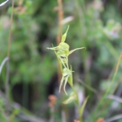 Pterostylis daintreana (Daintree's Greenhood) at Boolijah, NSW - 23 Apr 2023 by Tapirlord