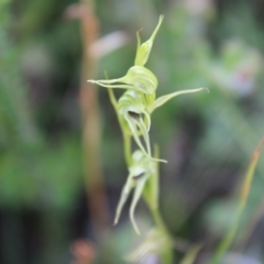 Pterostylis daintreana at Boolijah, NSW - 23 Apr 2023