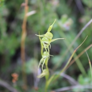 Pterostylis daintreana at Boolijah, NSW - 23 Apr 2023