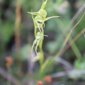 Pterostylis daintreana at Boolijah, NSW - 23 Apr 2023