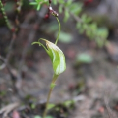 Pterostylis pedoglossa (Prawn Greenhood) at Boolijah, NSW - 23 Apr 2023 by Tapirlord