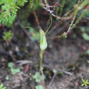 Pterostylis pedoglossa at Boolijah, NSW - 23 Apr 2023