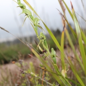 Pterostylis daintreana at Boolijah, NSW - suppressed