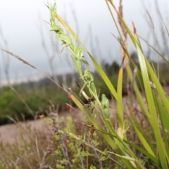 Pterostylis daintreana at Boolijah, NSW - suppressed