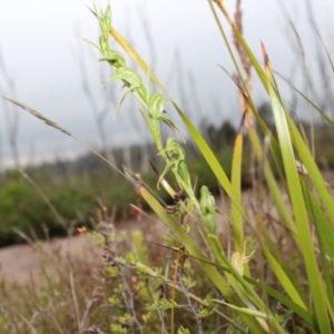 Pterostylis daintreana at Boolijah, NSW - suppressed