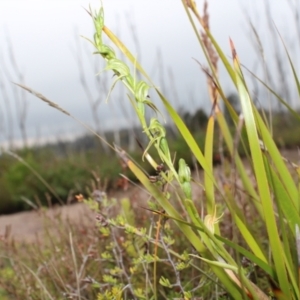 Pterostylis daintreana at Boolijah, NSW - suppressed