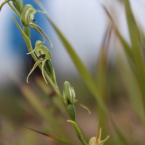 Pterostylis daintreana at Boolijah, NSW - suppressed