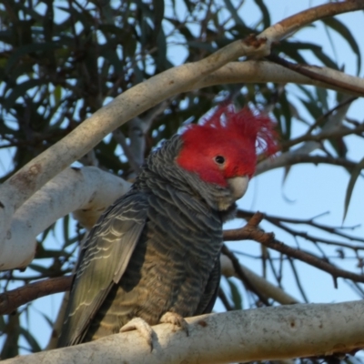 Callocephalon fimbriatum (Gang-gang Cockatoo) at Campbell, ACT - 11 Jun 2023 by Steve_Bok