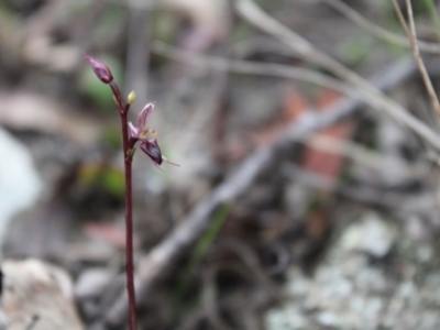 Acianthus exsertus (Large Mosquito Orchid) at Sassafras, NSW - 23 Apr 2023 by Tapirlord