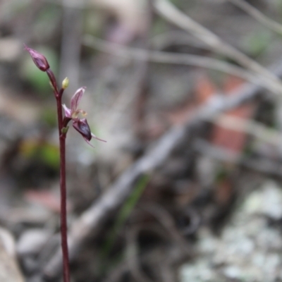 Acianthus exsertus (Large Mosquito Orchid) at Sassafras, NSW - 23 Apr 2023 by Tapirlord