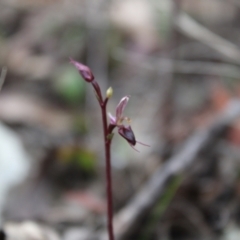 Acianthus exsertus at Sassafras, NSW - suppressed