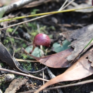 Corybas aconitiflorus at Jerrawangala, NSW - suppressed