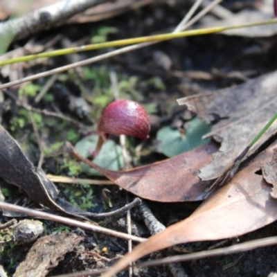 Corybas aconitiflorus (Spurred Helmet Orchid) at Jerrawangala National Park - 20 May 2023 by Tapirlord