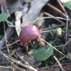 Corybas aconitiflorus at Jerrawangala, NSW - 20 May 2023