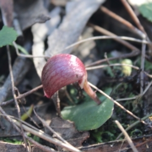 Corybas aconitiflorus at Jerrawangala, NSW - suppressed