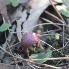 Corybas aconitiflorus at Jerrawangala, NSW - suppressed