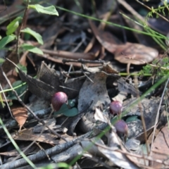 Corybas aconitiflorus at Jerrawangala, NSW - suppressed