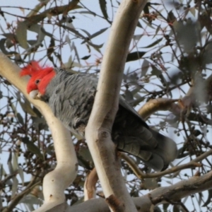 Callocephalon fimbriatum at Campbell, ACT - 11 Jun 2023