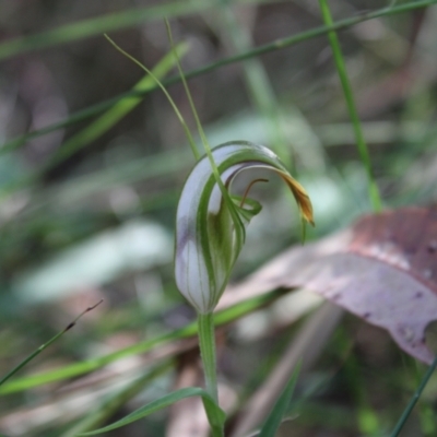 Pterostylis grandiflora (Cobra Greenhood) at Jerrawangala, NSW - 20 May 2023 by Tapirlord