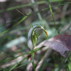 Pterostylis grandiflora at Jerrawangala, NSW - 20 May 2023