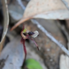 Chiloglottis seminuda (Turtle Orchid) at Sassafras, NSW - 20 May 2023 by Tapirlord