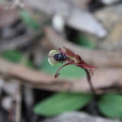 Chiloglottis seminuda at suppressed - 20 May 2023