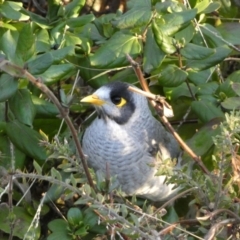 Manorina melanocephala (Noisy Miner) at Campbell, ACT - 11 Jun 2023 by Steve_Bok