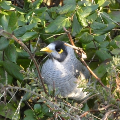 Manorina melanocephala (Noisy Miner) at Mount Ainslie - 11 Jun 2023 by Steve_Bok