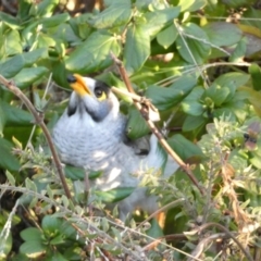 Manorina melanocephala at Campbell, ACT - 11 Jun 2023 05:15 PM