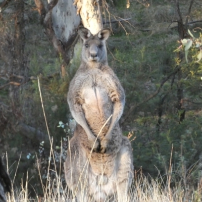 Macropus giganteus (Eastern Grey Kangaroo) at Campbell, ACT - 11 Jun 2023 by SteveBorkowskis