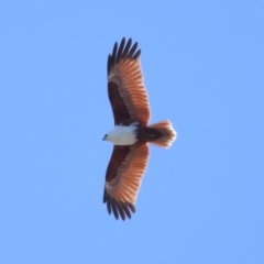 Haliastur indus (Brahminy Kite) at Ormiston, QLD - 10 Jun 2023 by TimL