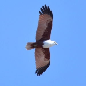 Haliastur indus at Ormiston, QLD - 10 Jun 2023