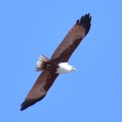 Haliastur indus at Ormiston, QLD - 10 Jun 2023