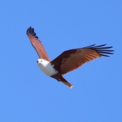 Haliastur indus at Ormiston, QLD - 10 Jun 2023 11:22 AM