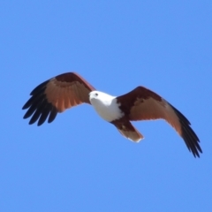 Haliastur indus at Ormiston, QLD - 10 Jun 2023 11:22 AM