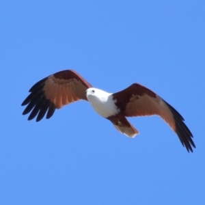 Haliastur indus at Ormiston, QLD - 10 Jun 2023 11:22 AM