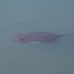 Pastinachus ater at Cleveland, QLD - 10 Jun 2023 11:08 AM